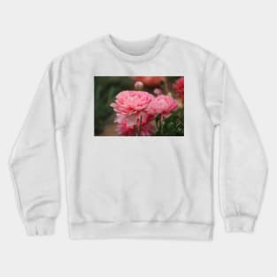 Peony Pink Ranunculus Closeup Crewneck Sweatshirt